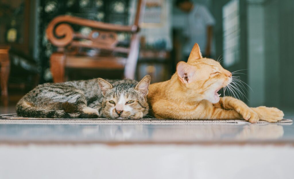 Polydactyl Cats 101: Everything You Need to Know About These Lucky ‘Thumbed’ Felines