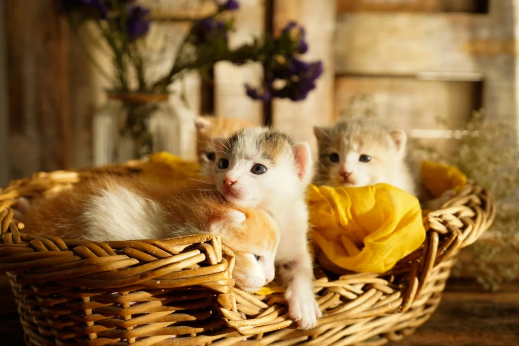 How many kittens can cats have?