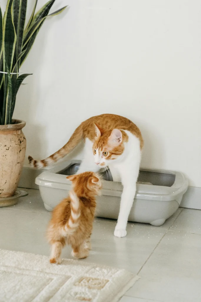 How to Train Your Kitten to Use the Litter Box