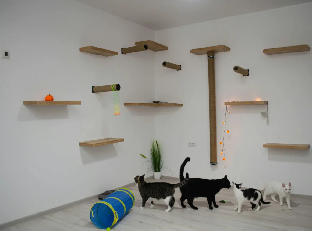 How many kittens can cats have?