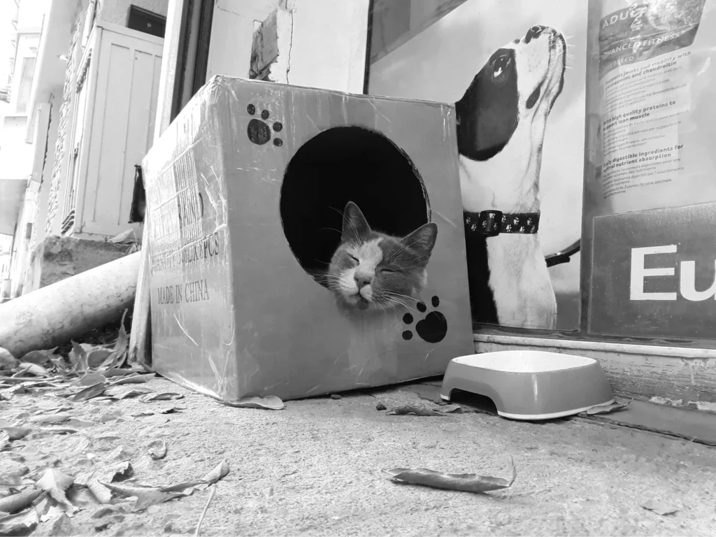 How to Train Your Kitten to Use the Litter Box 