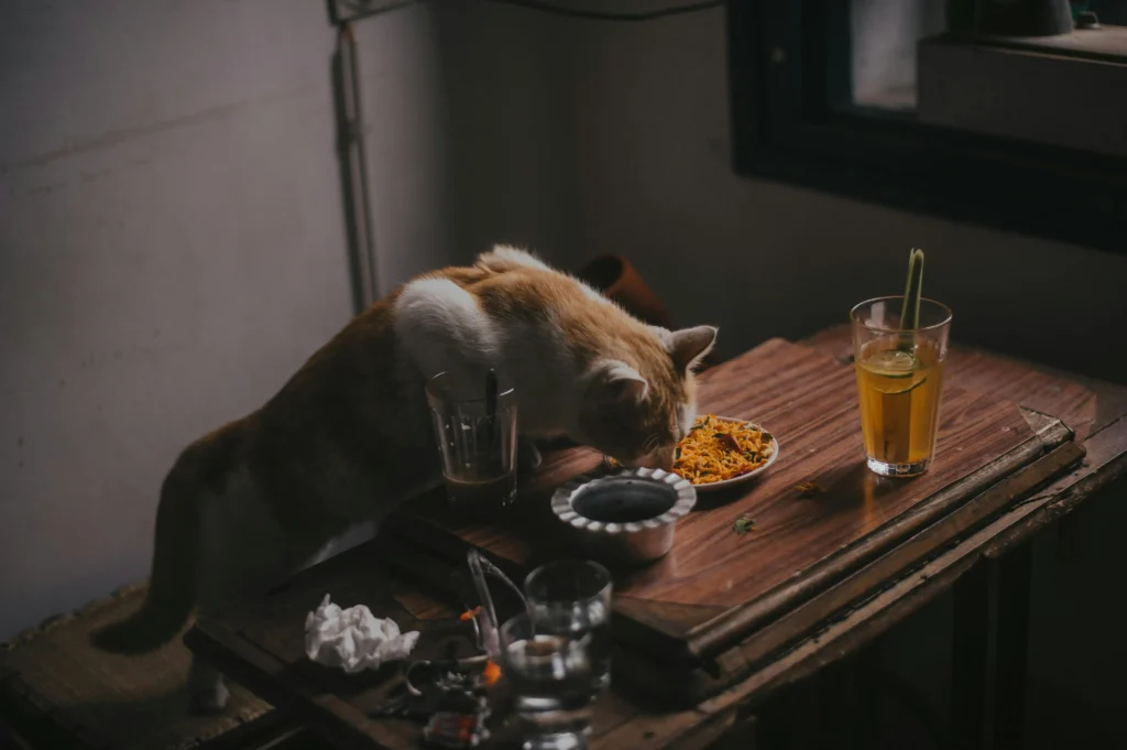 Why Is My Cat Not Eating