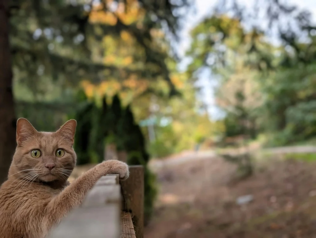 Why Is My Cat Peeing Everywhere? Find Solutions Today