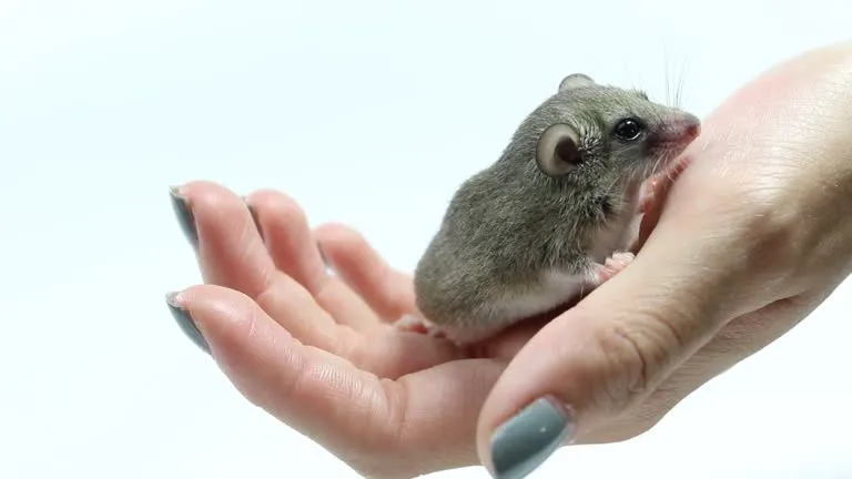 African pygmy mouse