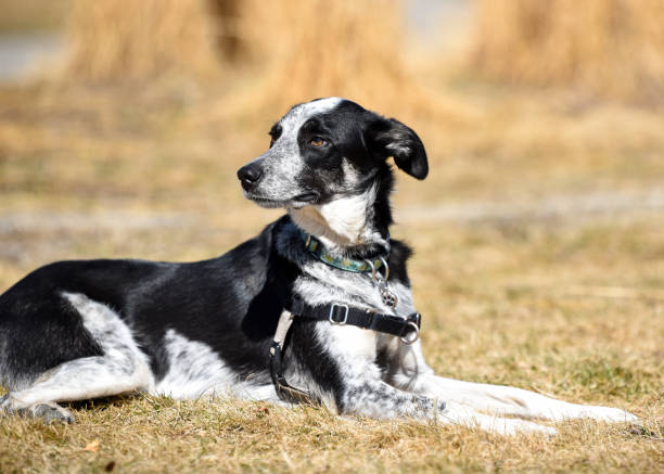 Australian Cattle Dog Mix
