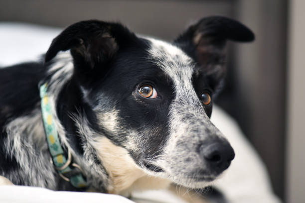 Australian Cattle Dog Mix