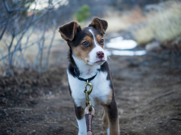 Australian Cattle Dog Mix