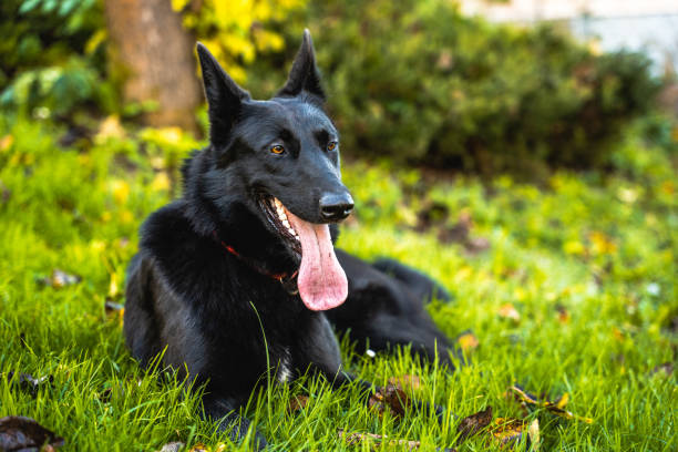 Black German Shepherd