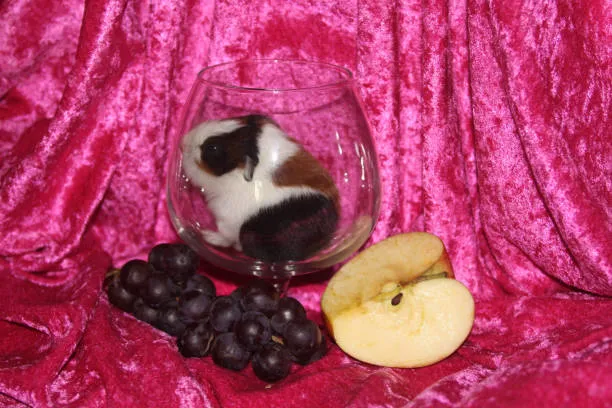 Can Hamsters Eat Grapes