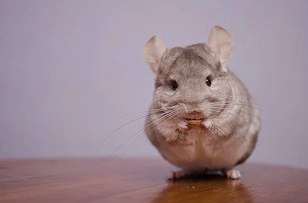 Chinchilla lifespan