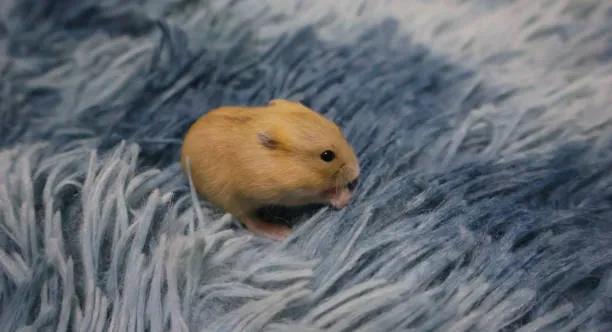 Chinese Miniature Hamsters