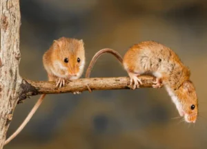 Eurasian harvest mouse