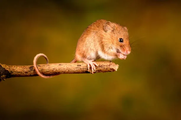 Eurasian harvest mouse