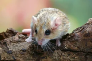 Fat tailed gerbil