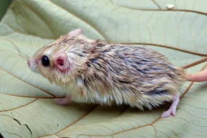 Fat tailed gerbil