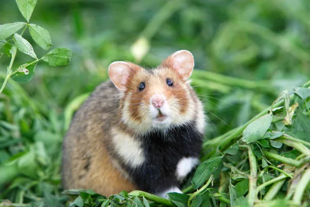 How Long Should Hamsters Live