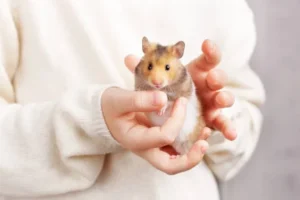 How to Take Care of a Golden Hamster