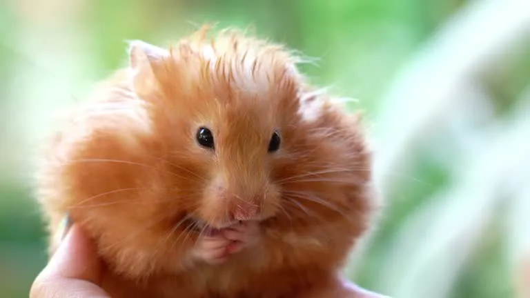How to Take Care of a Golden Hamster