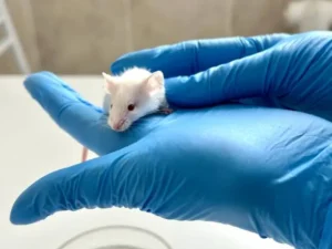 How to intubate a ferret