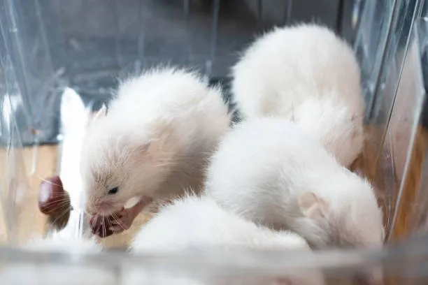 How to intubate a ferret
