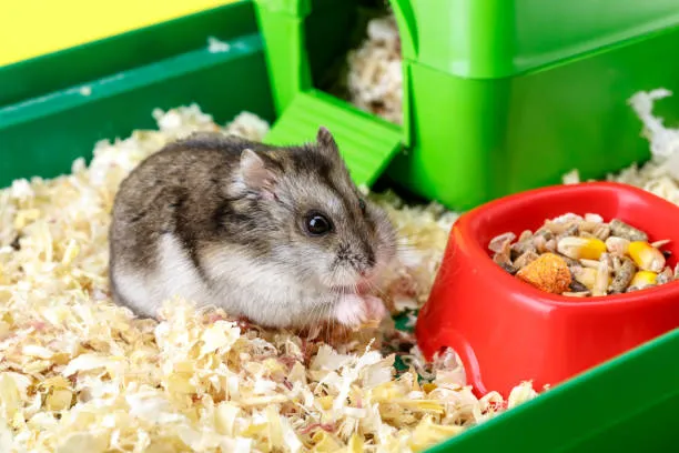 How to know if your hamsters are pregnant