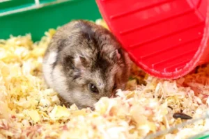 How to know if your hamsters are pregnant