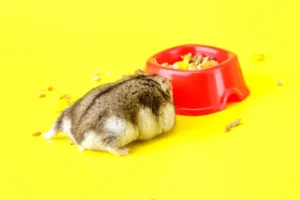 How to know if your hamsters are pregnant