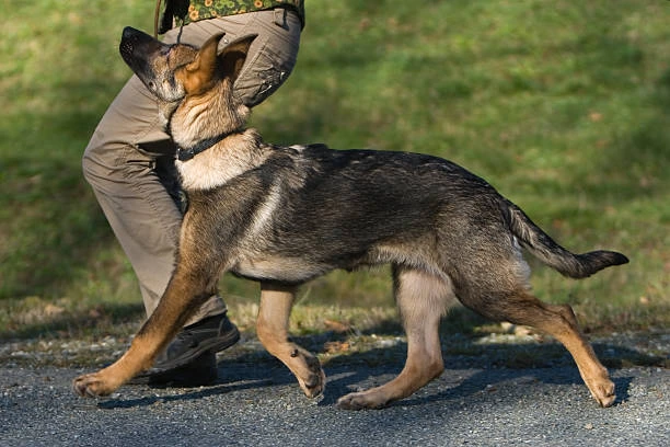 Sable German Shepherd