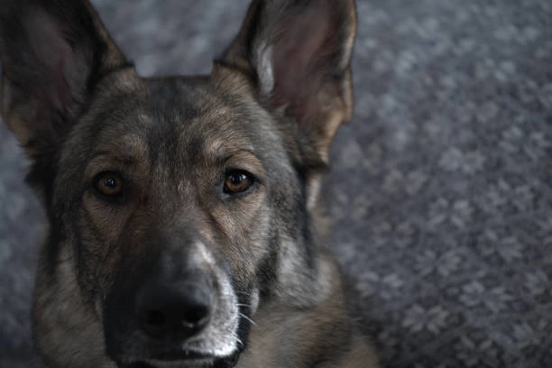 Sable German Shepherd