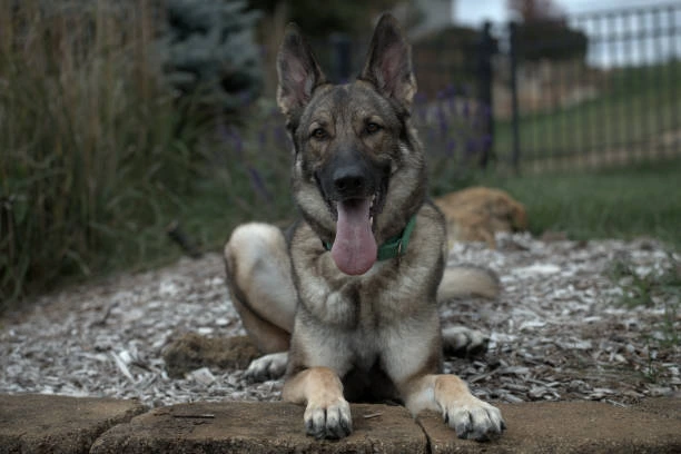 Sable German Shepherd