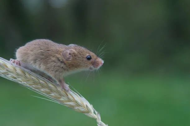 Salt Marsh Harvest Mouse