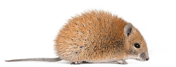 Spiny mice 