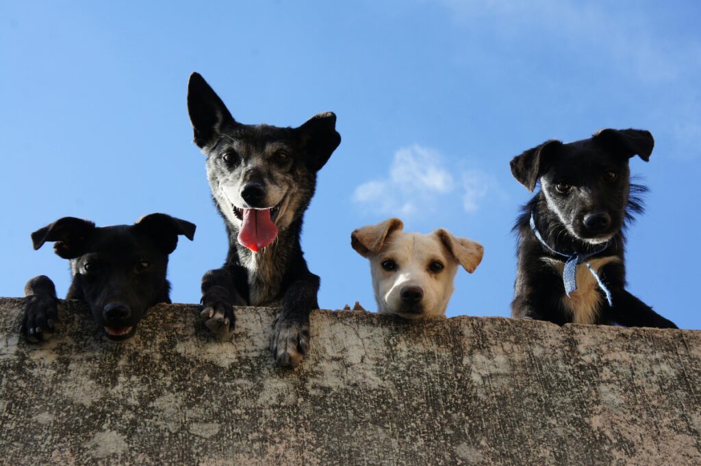 Chocolate Toxicity in Cats and Dogs