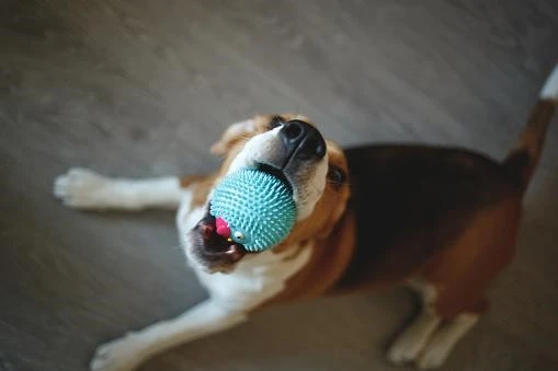 8 Amazing Ways to Stimulate Your Dog's Mind with Interactive Treat Toys