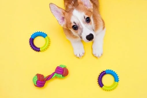 8 Amazing Ways to Stimulate Your Dog's Mind with Interactive Treat Toys