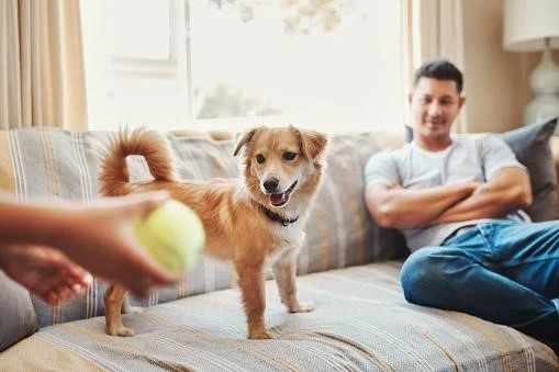8 Amazing Ways to Stimulate Your Dog's Mind with Interactive Treat Toys