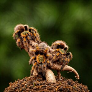 Jumping Spider Pet