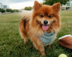 Ohio Pets