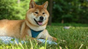 Ohio Pets