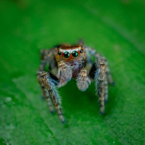 Jumping Spiders