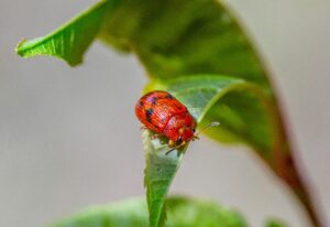 Jumping Spider Pet
