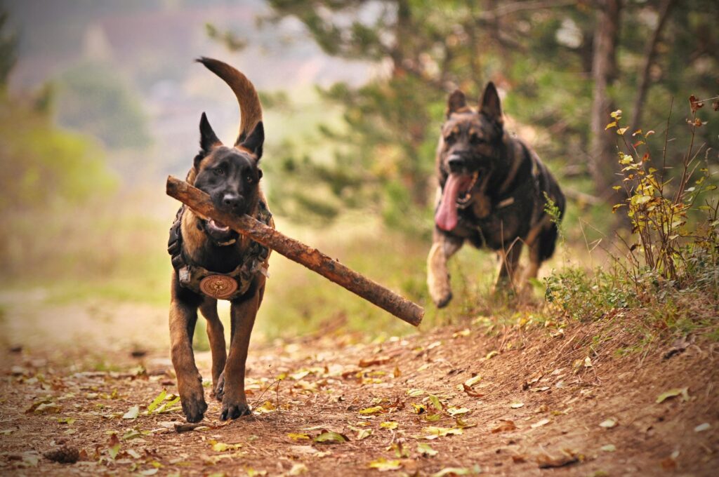 Stunning Beauceron Puppies