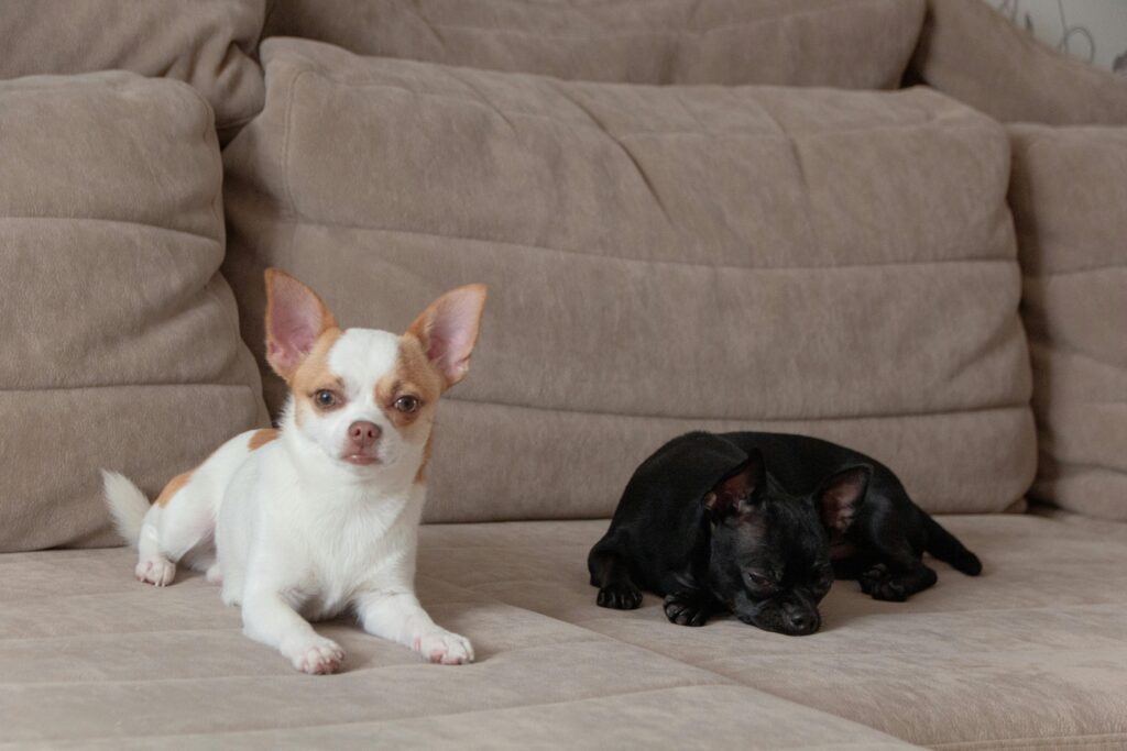 Chihuahua Breeding Tips