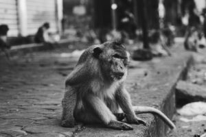 Behavioral Euthanasia