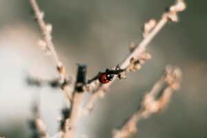  Jumping Spiders