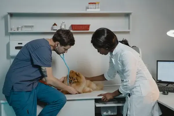 Pet Clinic Near Me