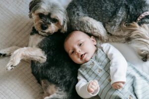 Bully Sticks Safe for Dogs