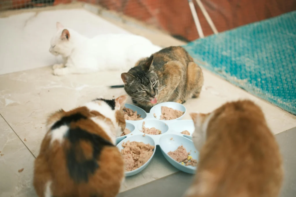 Pet Food Brands