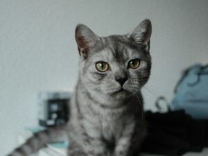 Best Collars for Small Dogs: Top Choices for Your Pet