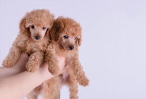 Toy Poodles